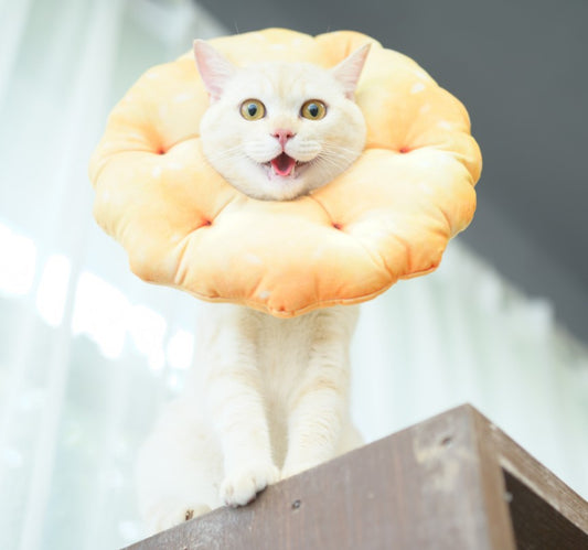 Collar Isabelino Británico de Esterilización Anti-lamido - Image 2