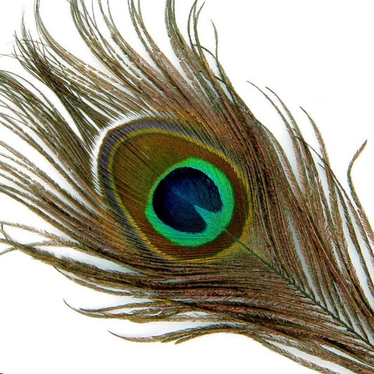 Plumas de Pavo Real con Ojos Naturales 2-6 cm - Image 2
