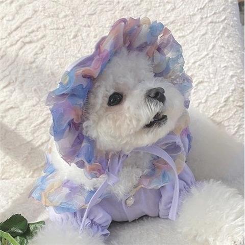 Falda de Malla para Bichón Frisé - Diseño Teddy - Image 2