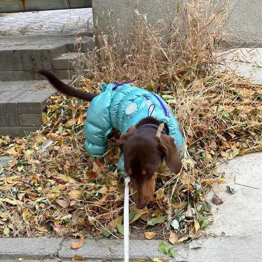 Ropa Térmica Acolchada para Mascotas en Otoño e Invierno - Image 2