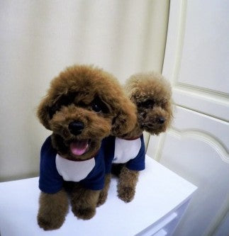 Suéter para Perro con Bordado de Letras y Diseño Fashion - Image 2