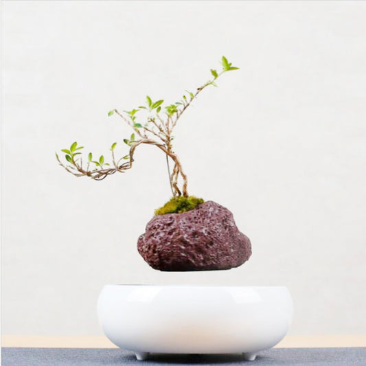 Plantas Flotantes con Levitación Magnética - Image 2