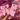 Coquette Pink Pearl Bow H2.0 Cup Topper 40oz | 30oz | 20 oz - Tekeno