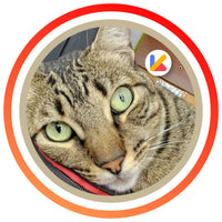 Mundo Michi Miau