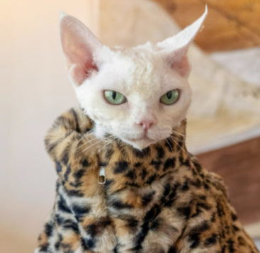 Ropa Térmica para Gatos sin Pelo - Abrigo Corto de Felpa Leopardo - Image 2