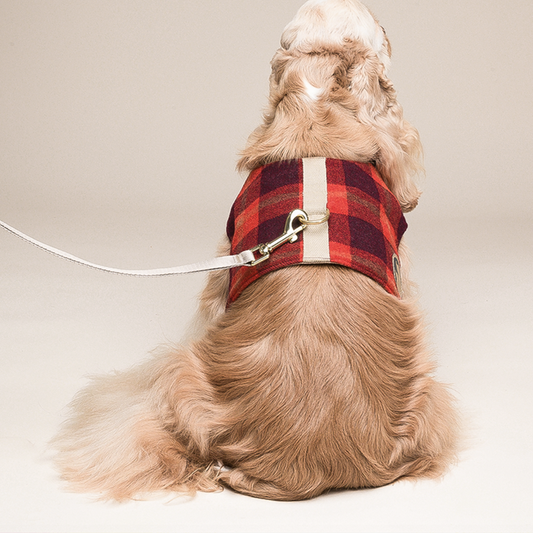 Arnés Chaleco para Perros Pequeños con Correa Integrada - Image 2