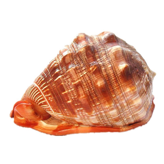 Caracol Gigante Natural Wanbao para Decoración de Acuarios y Paisajismo - Image 2
