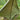 Hideaway Tarp – 12' Hammock Rain Tarp - Tekeno