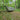 Hideaway Tarp – 12' Hammock Rain Tarp - Tekeno
