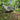 Hideaway Tarp – 12' Hammock Rain Tarp - Tekeno