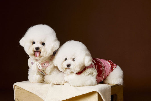 Chaleco Fair Isle para Mascotas Schnauzer Bichon Teddy - Image 17