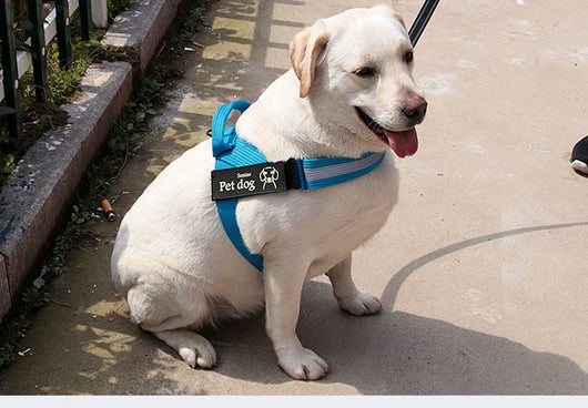 Arnés de Paseo para Perros Medianos y Grandes - Chaleco de Control Seguro - Image 28