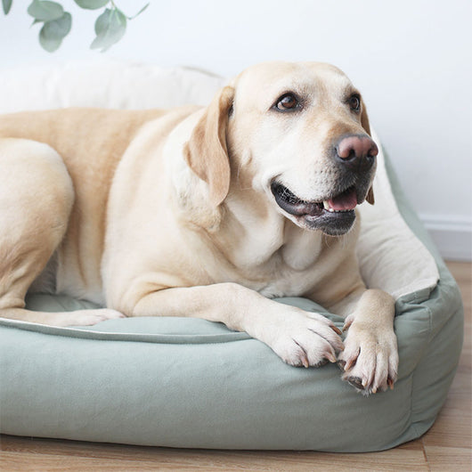 Caseta Desmontable para Perros Grandes - 4 Estaciones con Cojín Lavable - Image 2