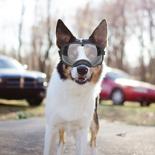 Gafas Protectoras para Perros Grandes - Protección Total contra Viento, Lluvia y Nieve