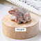 Specimen Popular Science Ornament Children's Gifts Rojo Grid