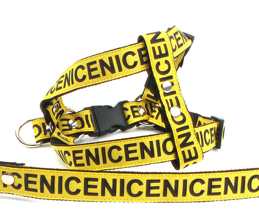 Collar y Correa para Perro Premium