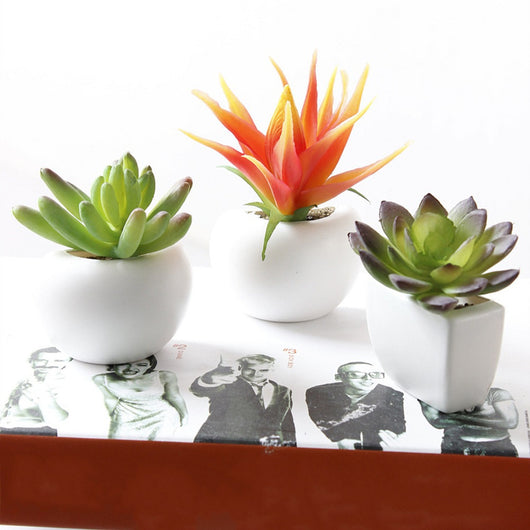 Imanes Decorativos de Suculentas para Refrigerador - Mini Plantas Magnéticas - Image 19