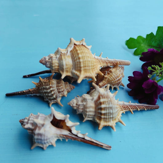 Concha Natural Decorativa 5-9cm para Acuarios y Paisajes en Miniatura - Image 4