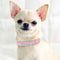 Collar Personalizado para Perros Pequeños con Strass Brillante