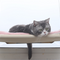 Hamaca Nido para Gatos - Cama Colgante Confortable