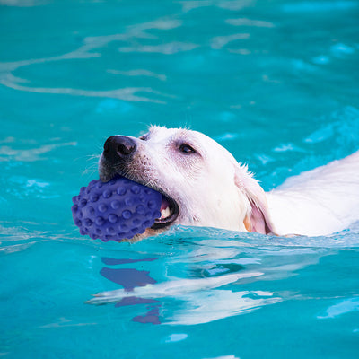 Juguete Masticable para Perros con Sonido - Resistencia Extrema - Image 4