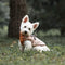 Abrigo Térmico para Perros - Chaleco Acolchado Invierno