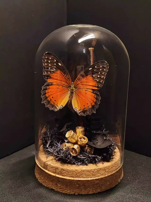 Cinturón Verde con Especímenes de Mariposas Reales en Vitrina de Cristal - Image 26