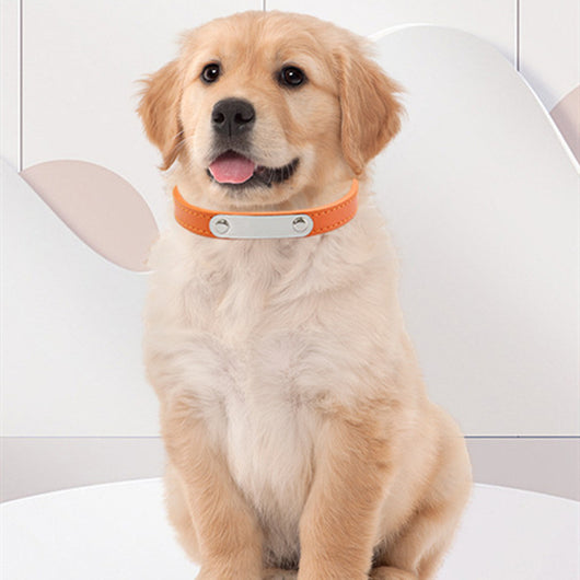 Collar para Perro con Grabado Personalizado - Identificación de Mascotas