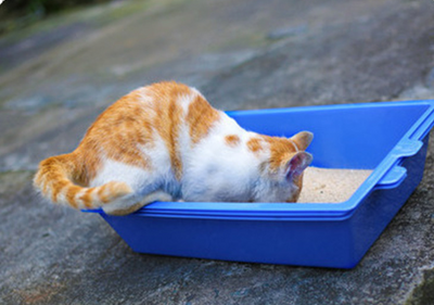 Areneros Triples para Gatos - Image 7