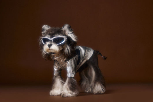 Chaqueta de Cuero Plateado Desgastado Teddy Schnauzer Bichon - Image 29