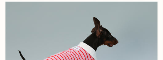 Chaleco sin Mangas para Perro Pequeño Rayas Rojo - Image 19