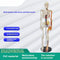 Esqueleto Neurovascular 85 cm Osso