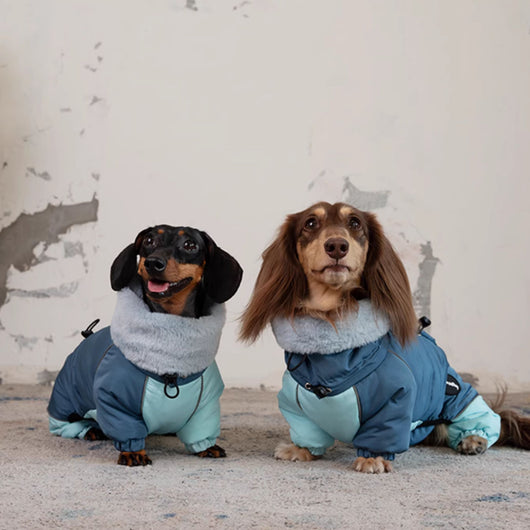Abrigo Acolchado Térmico para Perros Salchicha - Invierno y Otoño - Image 8
