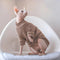 Suéter Elástico para Mascotas - Cómodo, Impermeable y a la Moda