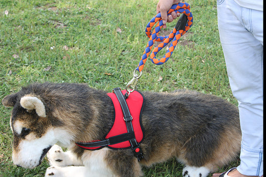 Chaleco Arnés Reflectante para Perros - Image 10
