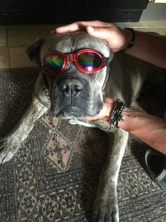 Gafas de Sol para Mascotas - Protección UV y Estilo para Perros y Gatos - Image 15