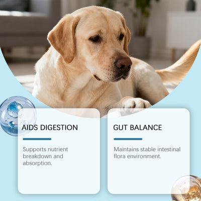 Gránulos Blandos para la Salud Intestinal Canina - Image 2