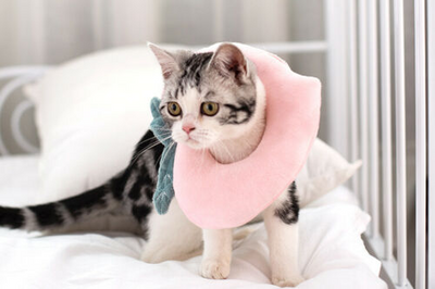 Collar Isabelino Suave Ajustable para Gatos y Perros - Recuperación Postquirúrgica - Image 4