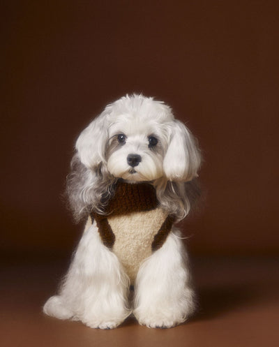 Suéter para Perro Tony Bear con Cuello Solapa - Image 15