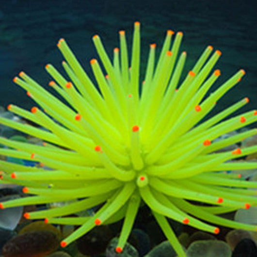 Decoración de Acuario con Coral - Equipo de Paisajismo Acuático - Image 11