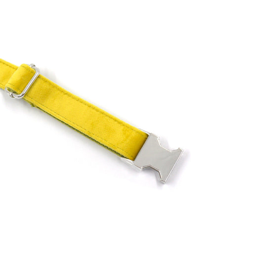 Collar de Terciopelo Amarillo y Verde para Perro - Image 4