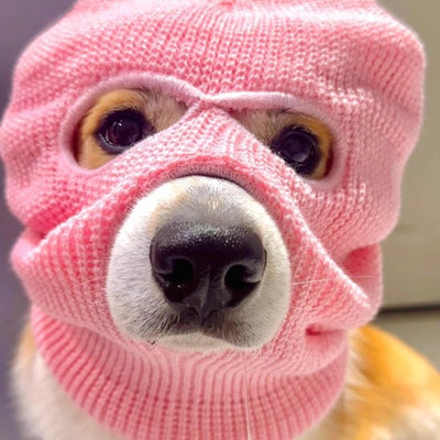 Gorro Creativo para Perro Corgi - Diadema Divertida para Mascotas - Image 10