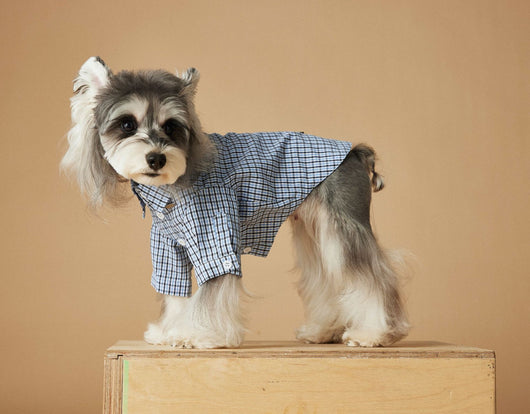 Camisa Cuadriculada de Verano para Perros Pequeños - Image 27