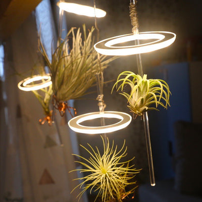 Lámpara LED de Espectro Completo para Plantas y Suculentas - Image 22