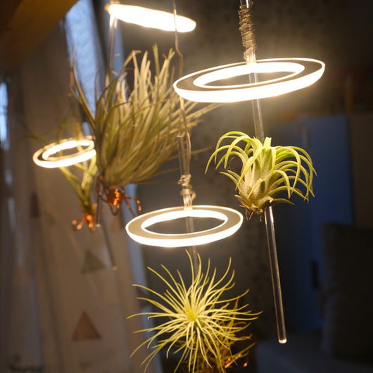 Lámpara LED de Espectro Completo para Plantas y Suculentas - Image 22
