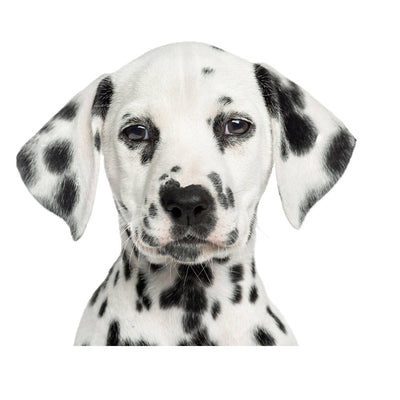 Sudadera Estampado Animal Deportiva para Hombre Invierno - Image 19