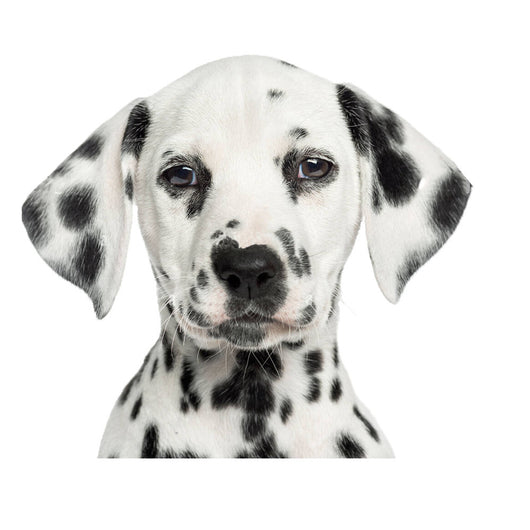 Sudadera Estampado Animal Deportiva para Hombre Invierno - Image 19