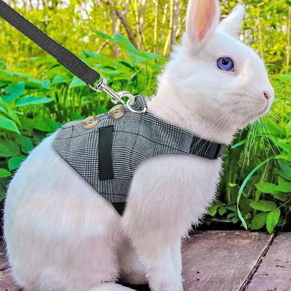Arnés y Vestido para Conejo - Paseos Seguros y Cómodos