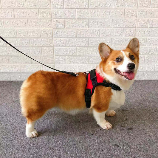 Arnés Chaleco para Perros Pequeños con Cuerda de Seguridad - Image 11