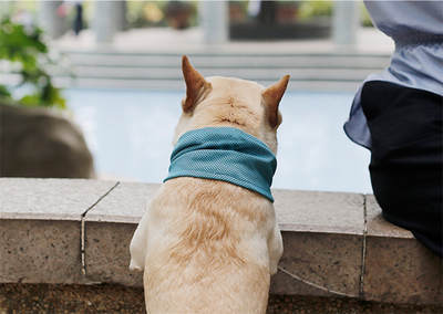 Pañuelo Refrescante para Perros - Bandana Enfriadora de Verano - Image 12